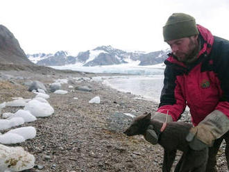 Polárna líška prešla tisíce kilometrov z Nórska až do Kanady