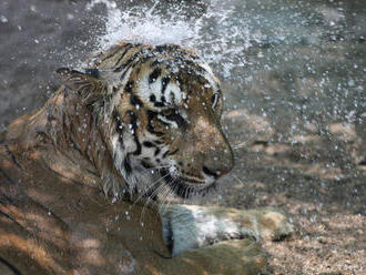 Divo žijúci tiger zabil v Nepále už druhého človeka