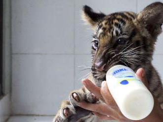 Tigríčatá odobraté z bytu Slovenky uhynuli vo viedenskej zoo