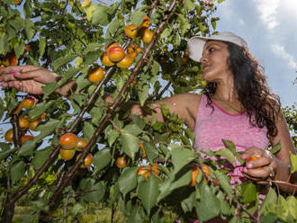 Sklizeň ovoce loni kvůli mrazům klesla o čtvrtinu na 130.000 tun