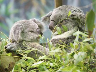 Na Novom Zélande navrhujú presťahovanie koál z Austrálie