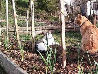 Zlín: Město přispívá chovatelům na kastraci koček a kocourů