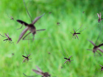 Paraguaj sužuje epidémia horúčky dengue, nakazil sa aj prezident