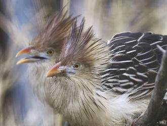 VIDEO: Kukučky guira sú už v košickej ZOO