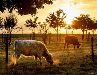 Poľskí farmári protestovali proti návrhu zákona o ochrane zvierat