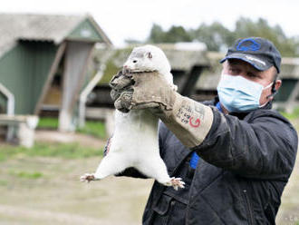 Pre zmutovaný koronavírus na norkových farmách uzavreli Severné Jutsko