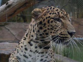 Zoznámte sa s Ju-Longom, leopardom čínskym. V Košiciach