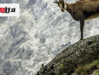 Dobré čísla sa nepotvrdili: V Tatrách narátali pod 1000 kamzíkov, výsledky zoológov nepotešili