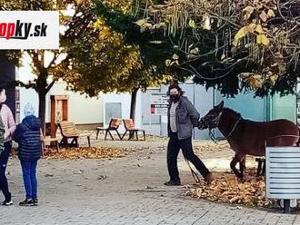 MIMORIADNY ONLINE Druhé kolo testovania: FOTO V Senici sa zapotili, muž prišiel na odber s oslíkom