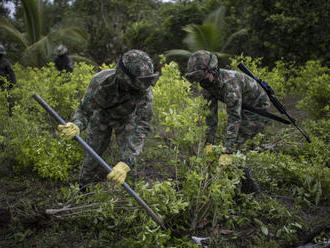 Kolumbia prekonala rekord v množstve zničených plantáží koky