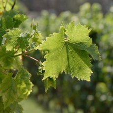 Milovníci vína - Rozloučení s Francií