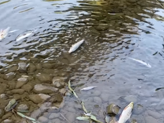 Zamestnanec čističky, ktorú vyšetrujú pre možnú kontamináciu rieky Bečva, mal spáchať samovraždu