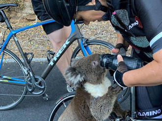 Na plantáži v Austrálii objavili desiatky mŕtvych koál