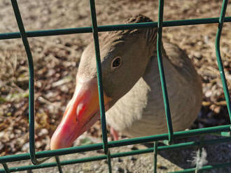 Karanténa sa skončila, zoo Bojnice znova otvorili