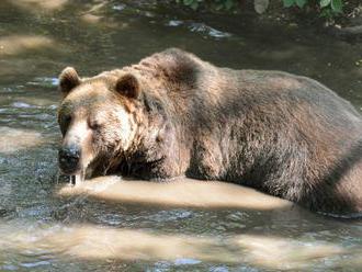 Nemecká zoo možno utratí niektoré zvieratá a nakŕmi nimi iné