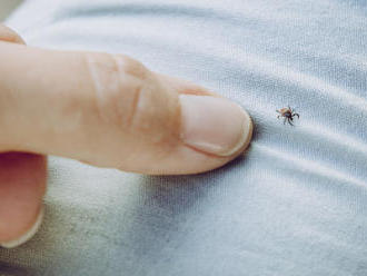 Účinnejšie ako antibiotiká: Tieto rastliny zničia za sedem dní baktérie, ktoré prenášajú kliešte