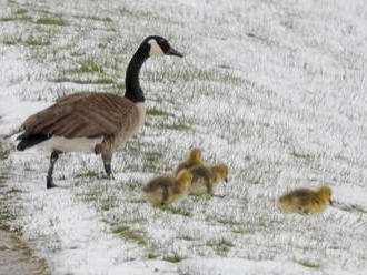 VIDEO Počasie sa zbláznilo! Polárny vzduch priniesol rekordné sneženie, niekde až 26 cm