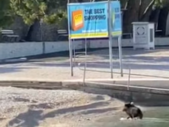 Chorvátsko hlási prvú kuriozitu sezóny: VIDEO Na obľúbenej pláži sa promenádoval diviak