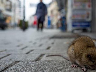 Vedci odhalili ďalšiu hrozbu: Potkan prenáša na človeka nebezpečnú chorobu!