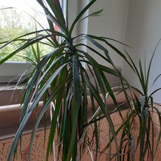 Dracena. PS: Hledám domov.