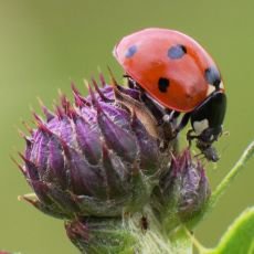 Unikátní dokumenty na Prima ZOOM pro 25. týden