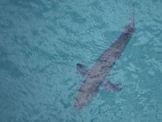 Trojmetrový žralok zabil v Austrálii 60-ročného surfistu