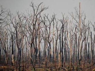 Desivé FOTO z Amazonského dažďového pralesa: Pľúca Zeme sa menia na púšť