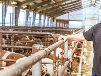 Farma, kde technologie kontrolují i přežvykování