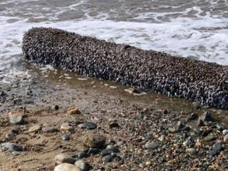 FOTO Rodina objavila na pláži záhadné čudo: Už vedia, čo to je, vďaka nemu poriadne zbohatnú