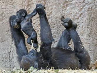 Gorily v kalifornskej zoo mali pozitívny test na koronavírus