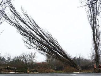 Na Slaneckej ceste v Košiciach začali s výrubom topoľovej aleje