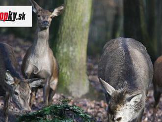 VIDEO Jedinečný zážitok v bratislavskej ZOO: Vianočnými stromčekmi kŕmili vlky, jelene aj zubry