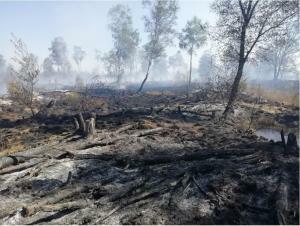 Zpráva Komise o lesních požárech: změna klimatu je rok od roku zřetelnější