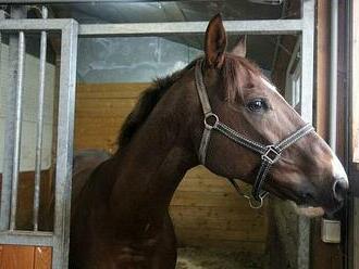 VIDEO: Stáj, kde žije Talent. Deník navštívil vítěze Velké pardubické