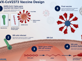 Nuvaxovid: Otázky a odpovědi k vakcíně od společnosti Novavax