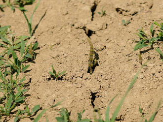 Klimatológ: Sucho začína byť na Slovensku veľkým problémom