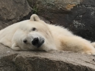 V berlínskej zoo uhynul najstarší ľadový medveď v Európe