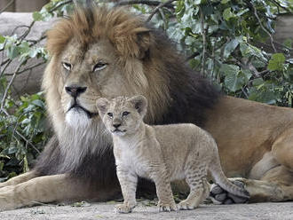 V Pražskej zoo sa koronavírusom nakazili dva levy a gorila