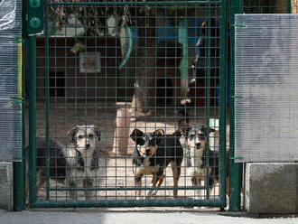 Útulok Piešťany oslávi svoju štvrťstoročnicu, keď to pandémia umožní