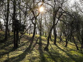 Lesy sú podľa ochranárov riešením, ako zabrzdiť klimatickú krízu