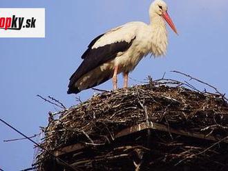 FOTO Pracovníci zoo šli skontrolovať hniezdo bociana: Neverili vlastným očiam, čo v ňom našli