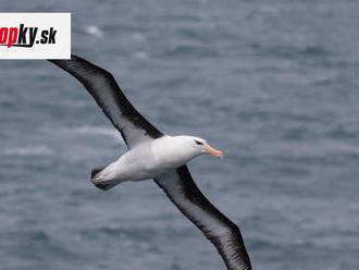 Z nemotorného albatrosa sa stala internetová hviezda: VIDEO jeho pristátia je hitom