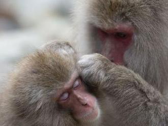 Makaky z nemeckej ZOO chytili, slnili sa na okraji lesa