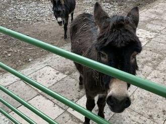 Najmladšia zoo na Slovensku je spišská, vedie ju tretia generácia Dzurikovcov