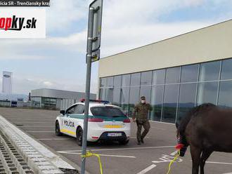 FOTO Policajti naháňali na ceste splašeného koňa: Zahnali ho na parkovisko