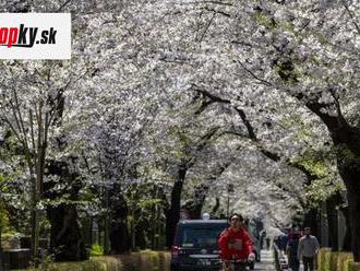 FOTO Sakury v Japonsku rozkvitli rekordne skoro: Podľa vedcov je to znamenie tejto katastrofy