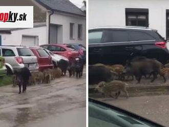 Toto sa len tak nevidí: VIDEO Pezinkom sa potulovalo stádo diviakov, policajti ho vyhnali zo školy!