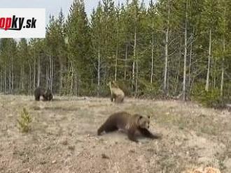 VIDEO Turistka provokovala medveďa v národnom parku: Odborníci varujú, toto nikdy nerobte!