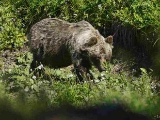 Kežmarok žiada envirorezort o riešenie situácie s medveďom