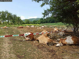 Na lúkach v obci Bolešov uhynulo 67 kusov hovädzieho dobytka